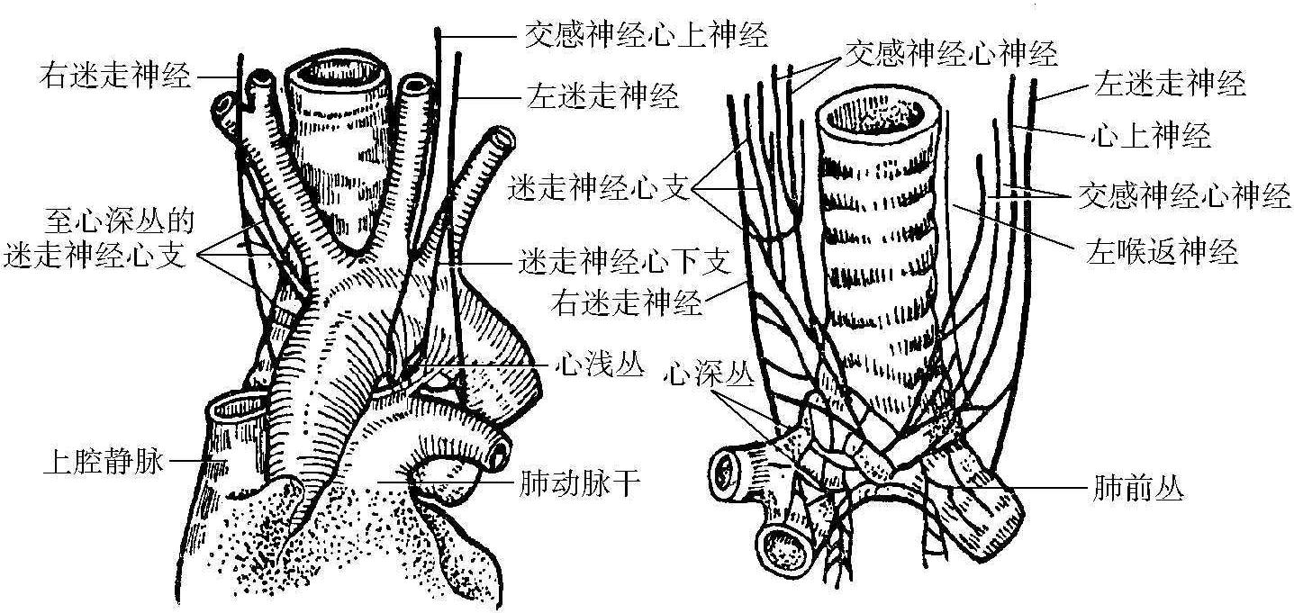 四、交感干與交感神經(jīng)叢